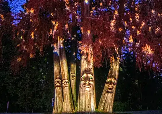 SINGING / TALKING TREES